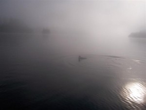Loon_in_lifting_fog_20