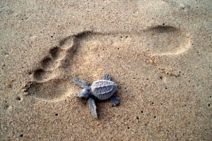Your chances are like this tiny sea turtle hatchling... not big