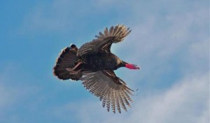 Wild Turkey Flight_large