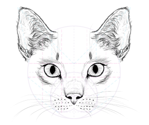 catdrawing_whiskers