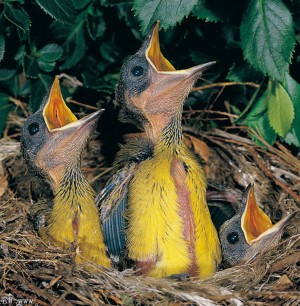 fledglings