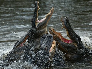 feeding frenzy of alligators