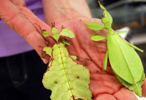 leaf-insects-use-camouflage-to-take-on-the-appeara