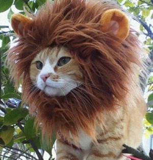 lion-cat-hat1-640x533