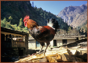 the rooster and the dog tale