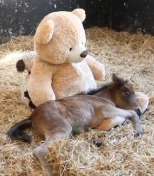 o-orphaned-foal-teddy-bear-facebook