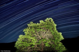 star-trails-long-exposure--with-light-painting-nature-tree