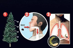 dominant belief is like an attachment