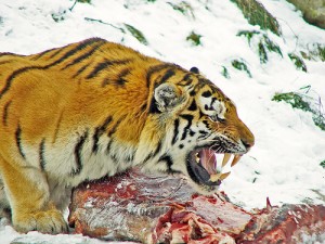 tiger-eating