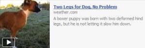 two-legged-dog