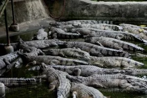 up-to-my-ass-in-alligators