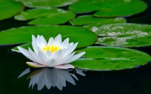 the white lotus, the symbol of being unphased, of being in the world but not of the world