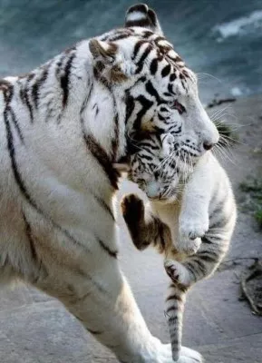 white-tiger