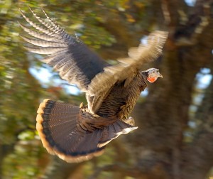 wild-turkey-flying