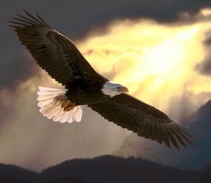 Eagle-Soaring