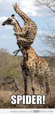 fearful-giraffe