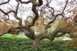 fig_gnarly_tree