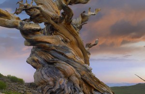 foxtail-pine-tree-twisted-trunk-of-an-tim-fitzharris