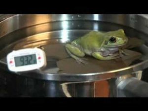 frog-in-the-pan