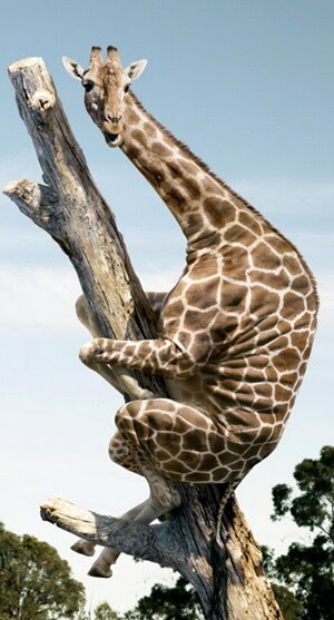 giraffe-in-tree
