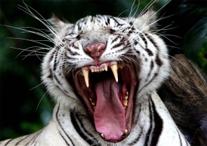 great-white-tiger