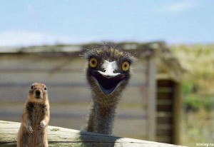 Happy_Ostrich_is_Happy