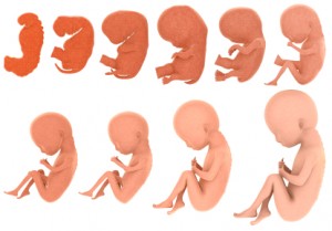Human-Embryo-Development