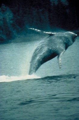 humpbackwhale-fs